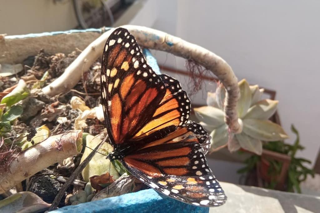 La Azotea