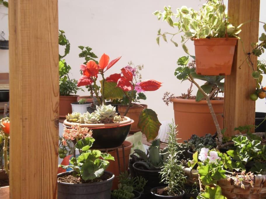 Homestay La Azotea Las Palmas de Gran Canaria